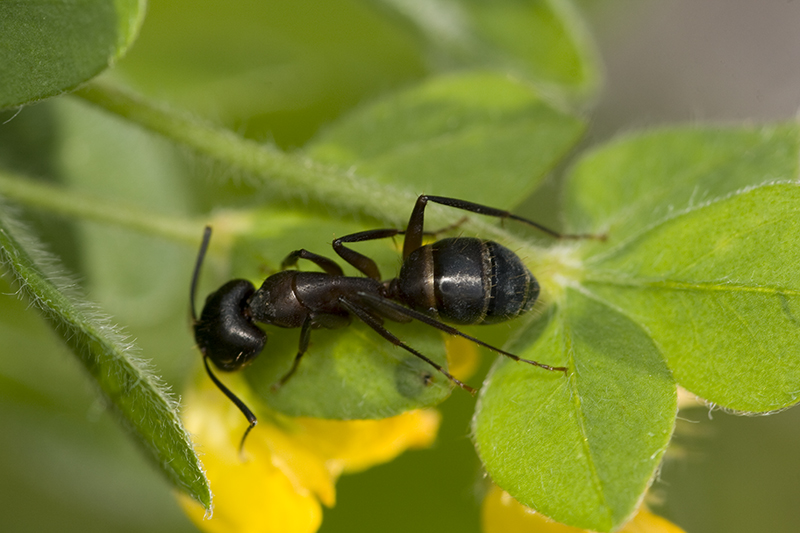 Formica enorme: Camponotus barbaricus (Formicidae)